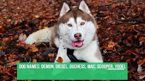You will forever associate that name with their loyalty and love. Dog Name Generator Search Dog Names By Breed Dogell Com