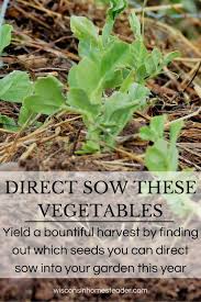 best vegetables to direct sow in zone 4