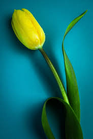 tulip flower love much yellow blue