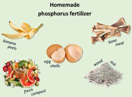 diy phosphorus fertilizer guide