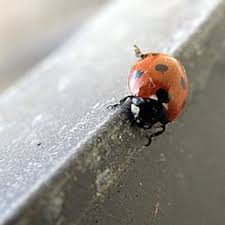 of ladybugs horticulture