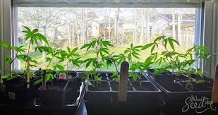 how to grow weed indoors without lights