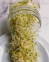 how to grow alfalfa sprouts at home