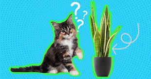 Are Snake Plants Toxic To Cats What