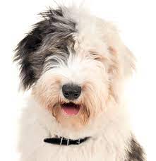 His name is oreo, he was born in iowa and he's 4 months old today. Old English Sheepdog Puppies For Sale Adoptapet Com