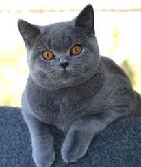 The origins of the breed are unknown, but it recognize the cat's general appearance. Cat Photos British Shorthair Cat Pictures Cat Breeds British Shorthair Cats Cat Breeds With Pictures