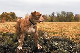 He needs his fold, wrinkles and tail underside powdered in hot. 8 Facts About The Alapaha Blue Blood Bulldog