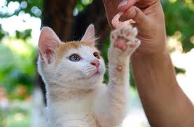 Cats love the soft to firm texture, flavor, and smell of the shrimp and can enjoy it as a healthy snack. Can Cats Eat Shrimp