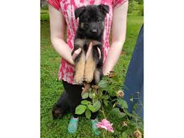 Hello and thank you for visiting our german shepherd site. Beautiful Akc German Shepherd Puppies For Sale In Hickory North Carolina Puppies For Sale Near Me