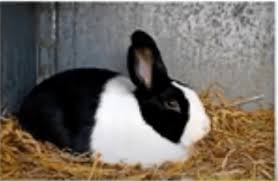 So commercial rabbit farming business can be a great source to meetup the food or protein demand and a great source of employment. The Dutch Rabbit Breed Characteristics Facts Origin Uses And Farming Challenges Agriculture Opportunities