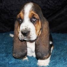 The right dog for you? Sarah Basset Hound Puppy 615938 Puppyspot