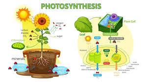 plant photosynthesis diagram images