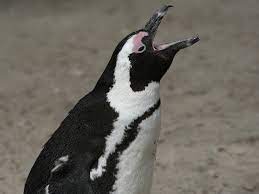 What do penguins look like? Penguin Communication Penguin Facts And Information