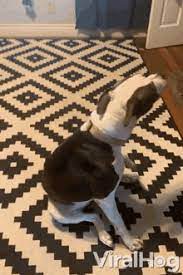 dog wiping feet doormat gif dog