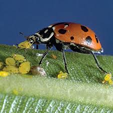 ladybug beetles