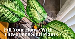10 Feng Shui Plants That Will Attract