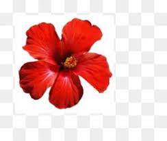 You can download (430x480) gambar bunga raya bunga kebangsaan png clip art for free. Bunga Raya Png And Bunga Raya Transparent Clipart Free Download Cleanpng Kisspng
