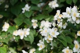 Besides flowers and foliage, use garden accessories to add some sparkle to your garden. 10 Beautiful White Flowering Shrubs Garden Lovers Club
