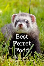 Best Ferret Food In 2019 Awesome Buyers Guide