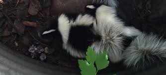 Getting Skunks Out From A Window Well