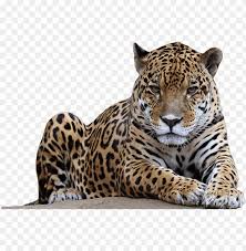 jaguar free pictures png images