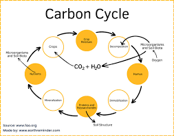 carbon cycle in ecosystem ses