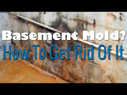 Basement Mold Removal How To Remove