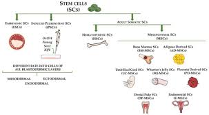 Stem Cell Therapy In Organ Fibrosis