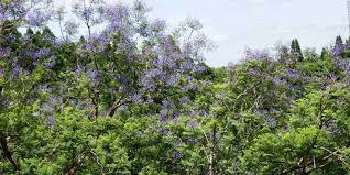 世界三大花木「ジャカランダ」日本で唯一！約1,000本の青紫花南米の情熱を秘めた高貴なパープルが雅を演出|日本の絶景 JTB 感動の瞬間（とき）