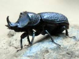 small black beetle with a single nose