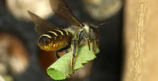 Bumblebees are social insects, much like the honeybee and carpenter bee. Digging Deep An Inside Look At How Bees Nest Bee Better Certified