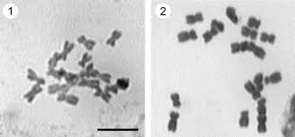 DIPLOID CHROMOSOME NUMBERS IN FIVE HIERACIUM ...