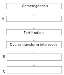 Complete The Flowchart With Reference To The Reproduction Of