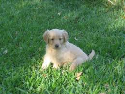 We have been breeding golden retriever puppies for over 20 years. Golden Retriever Puppies In Florida