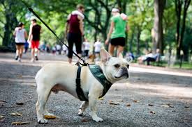 top 10 dog friendly cities sheknows