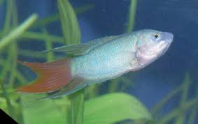 Labyrinth Fish Guides For Betta Gourami And Paradise Fish