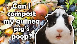 Can I Compost My Guinea Pig S