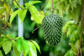 Sitaphal in most languages, literally meaning sita's fruit. The English Name Of Laxman Insulin Plant In Hyderabad Facebook