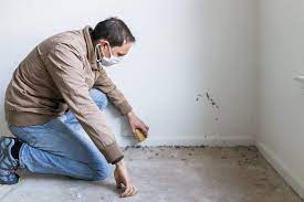 how to remove mold from carpet inside