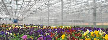 commercial greenhouse plastic
