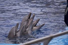 dolphins teeth l oceanografic valencia