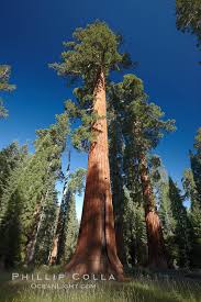 a giant sequoia tree mariposa grove