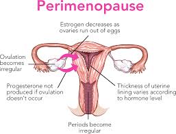 Difference Between Perimenopause And Menopause Difference