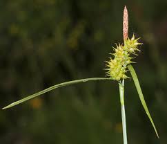 Carex lepidocarpa - Wikipedia