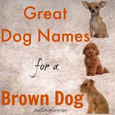 the ultimate brown dog names resource