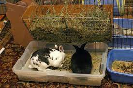 diy rabbit bedding