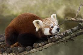 Here are 50 animals name. Sikkim Explore The Land Of The Glorious Red Panda