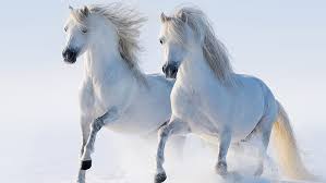 white horse running horse 8k hd