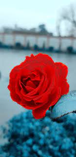 love rose flower hd phone wallpaper