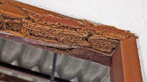 Does homeowners insurance cover termites. Does Homeowners Insurance Cover Termite Damage